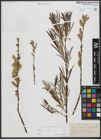 Foto von Salix viminalis L.